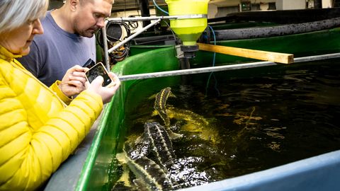 Paatsalu luksustoidu tehas kulutas elektrile 27 000 eurot
