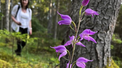 Orhideesuvi Eestis: käpalised värvivad loodusmaastikud kirjuks