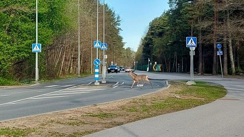 Tallinna liiklusreegleid järgiv metskits pälvis kaamerate tähelepanu