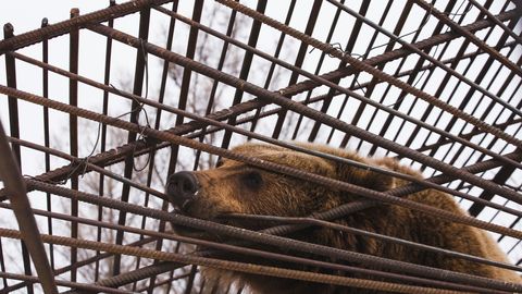 Vietnamis päästetud karud saavad uue elu loomade varjupaigast