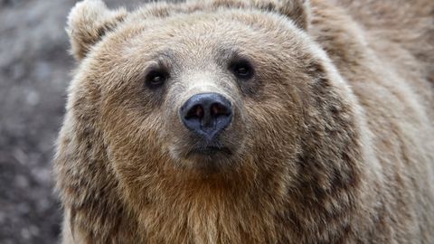 Karu rünnak Bulgaaria Vitoša mägedes lõppes inimese surmaga