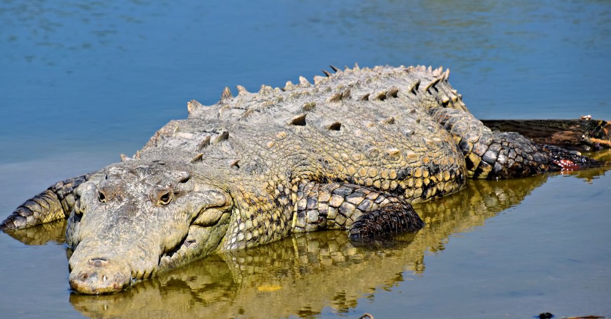 Police Retrieve Human Remains From Crocodile in Investigation