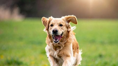 Labradori retriiverid kannatasid ootamatute tervisemuredega