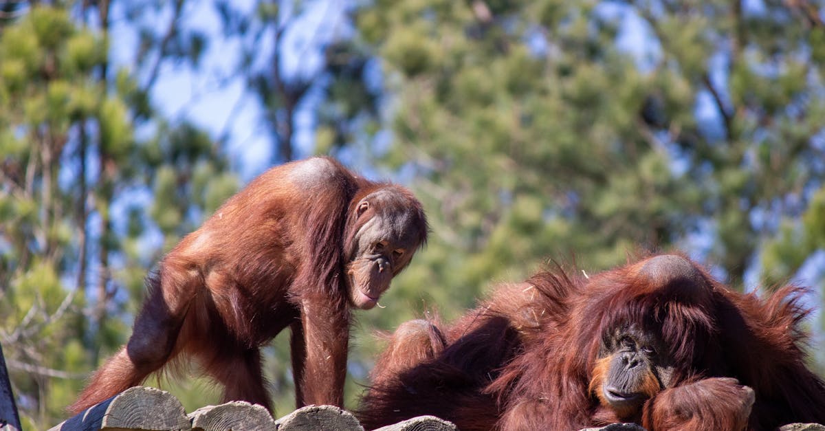Orang-utan ületas uue silla ja ühendas lahus jagatud kogukonna