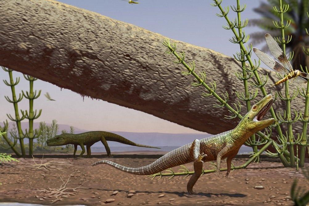 Brasiiliast leiti krokodillide ja dinosauruste kauge sugulane