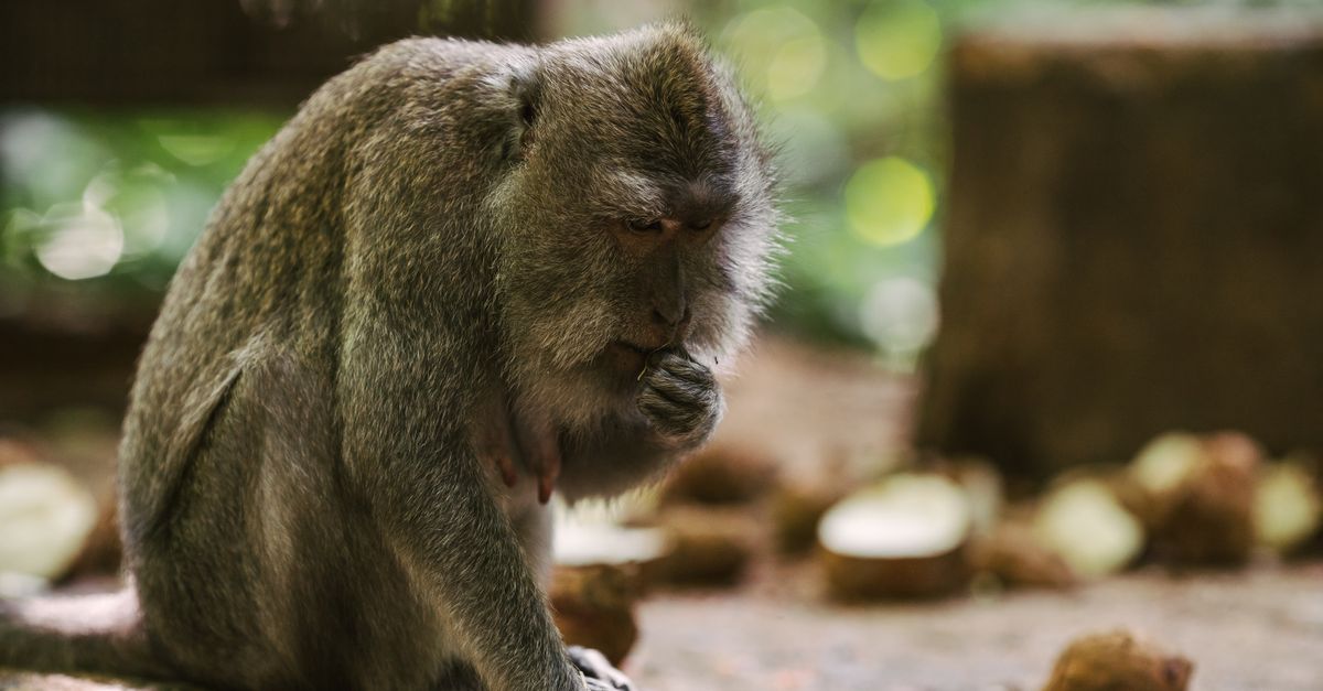 Monkeys Adapt Diet Strategy to Process Tourist Junk Food
