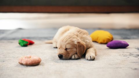 Before You Get a Dog: Science Warns of the Challenges of Raising a Puppy