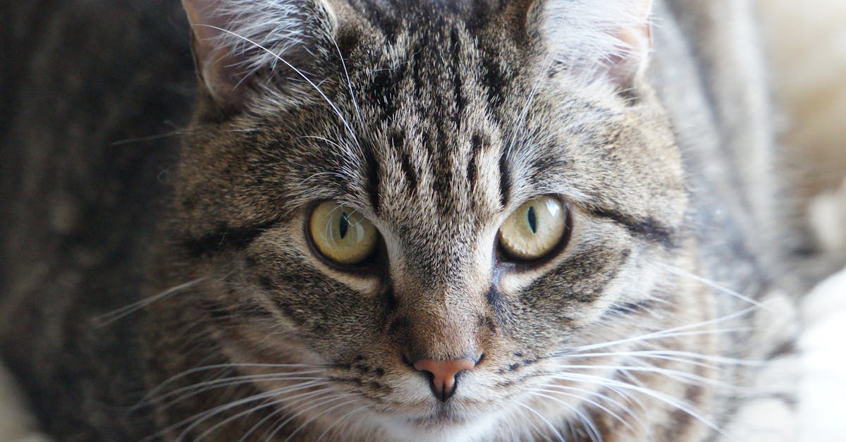 Lost Cat Found After Five Years: Emotional Reunion