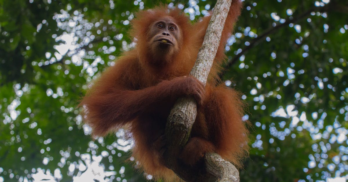 Орангутан впервые перешел новый мост и воссоединил разделённую дорогой общину
