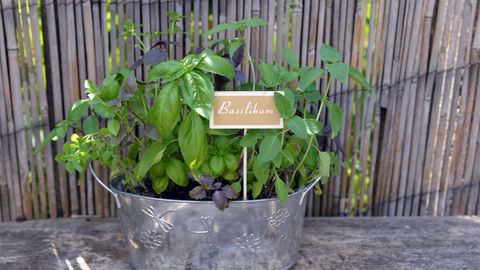 How to Grow Basil and Mint Abundantly Throughout the Summer