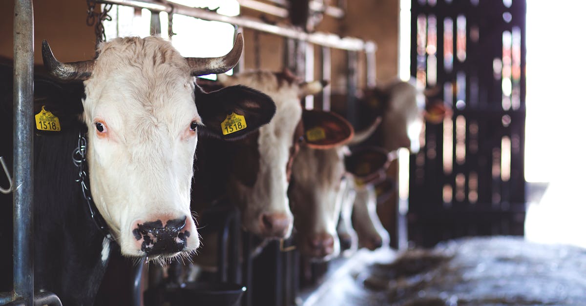 В Эстонии выросло поголовье молочных коров, но продуктивность снизилась