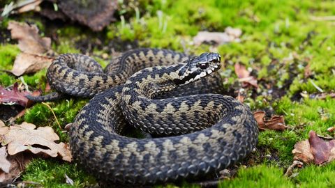 Rästiku hammustus nõudis koera elu Inglismaal