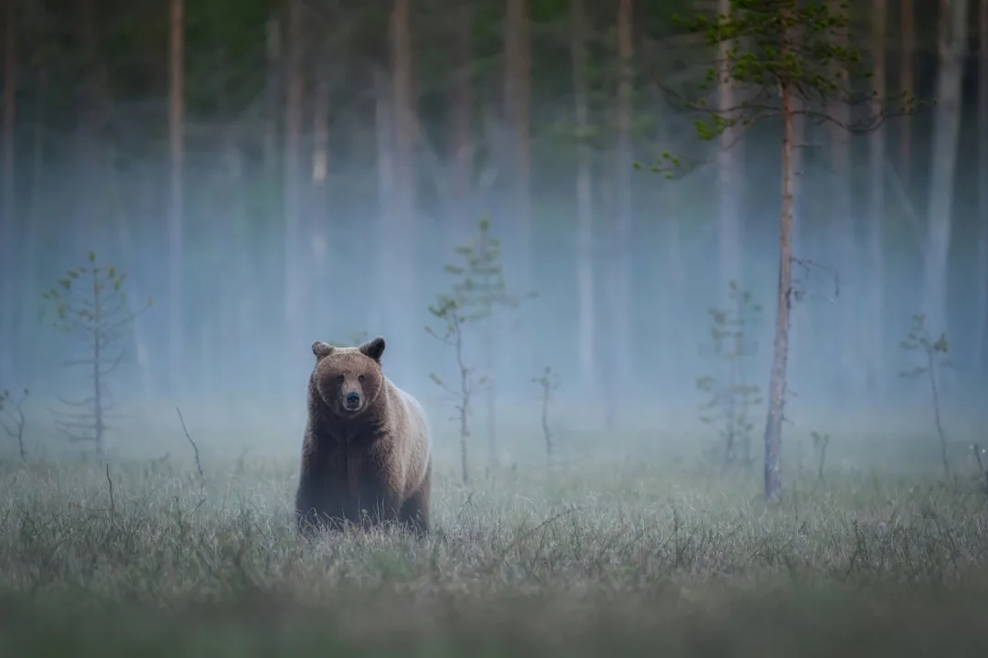 Karujaht Eestis on sisuliselt peatunud: kütitavate loomade arv jääb alla kümne