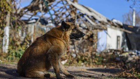 Ukrainas ehitatakse tuhandeid soojaid varjupaiku hulkuvatele koertele