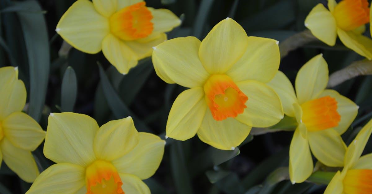 UK Spring Flowers Bloom Early After Wet Winter