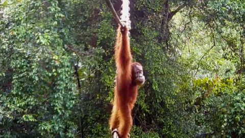 Orangutan kasutab inimeste ehitatud silda tee ületamiseks