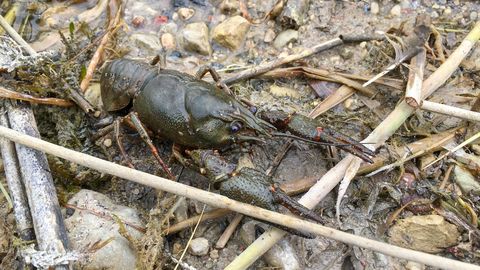 River Crayfish Fishing Permit Applications Open July 1