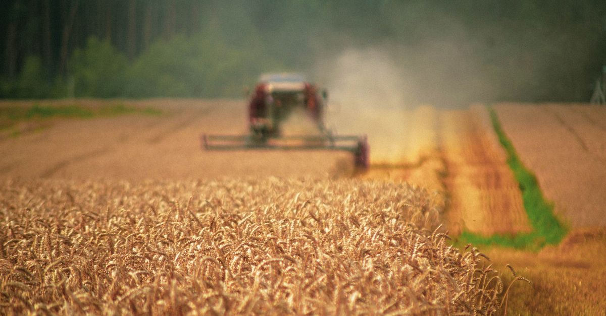 Aktivistid nõuavad glüfoosaadi keelustamist lõikusajal