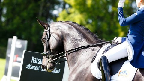 Henri Arras: Veskimetsa Equestrian Centre — Why seek the culprit instead of a solution?