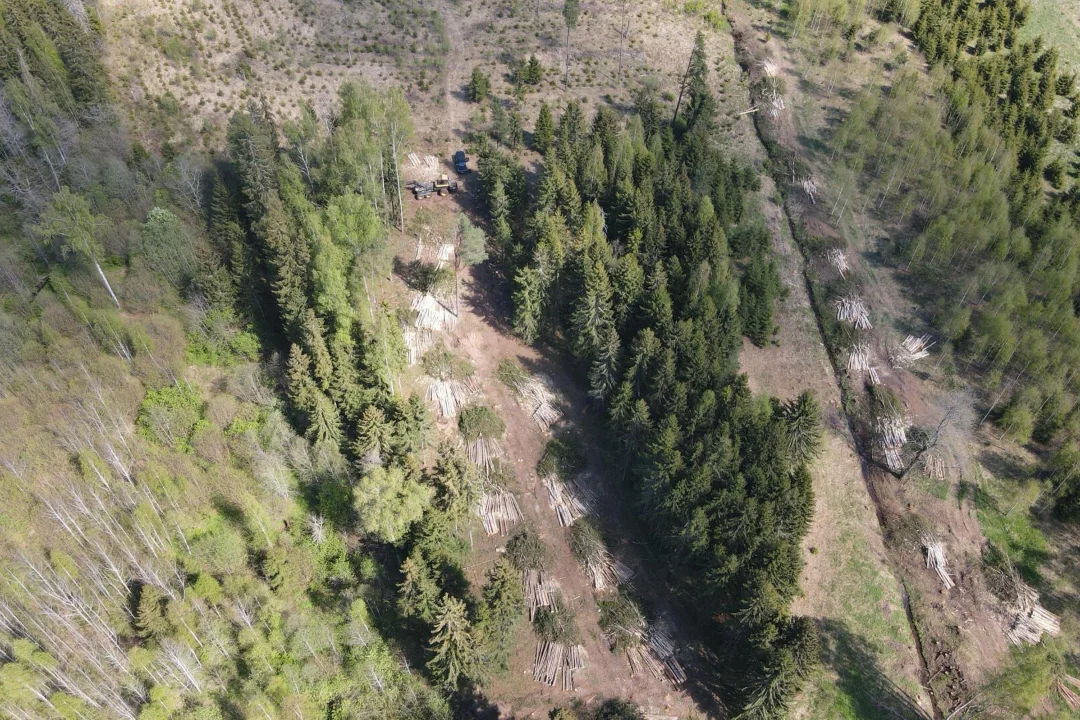 Environmental Board halts 13 illegal logging operations across Estonia by early June