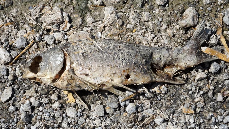 Põud Ungaris: Velence järv kuivab