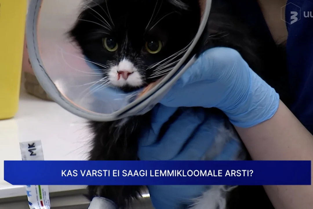 Eestis süveneb loomaarstide puudus: kes tulevikus meie lemmikloomi ravib?