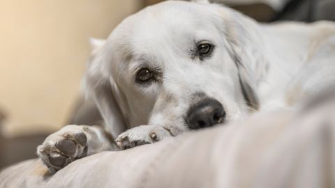 Veterinaar hoiatab ohtliku koerte haiguse eest kevadel