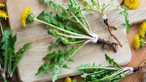 Võilill müüakse välismaal salatitaimena – Eestis peetakse seda umbrohuna
