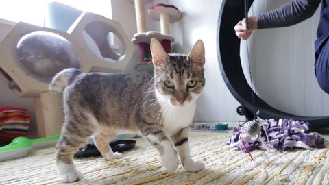 Estonian University of Life Sciences clinic sees rise in cats fallen from windows — owners must be more careful