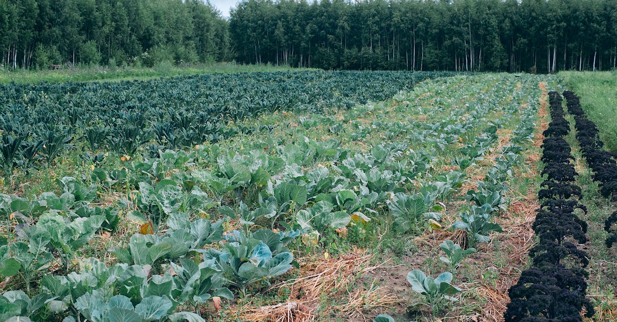 Võrumaa koolid ja lasteaiad lähevad 2030 mahepakkumisele