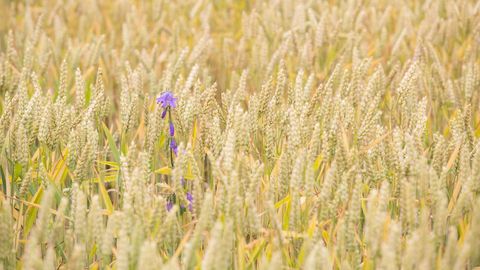 Euroopa Parlament otsustab GMO-toidu märkimise tulevikust