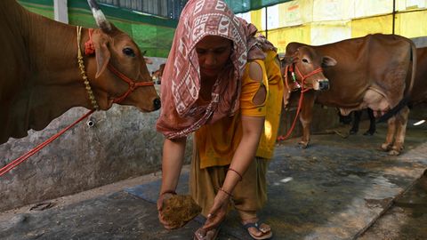 India lahendab energiakriisi looma väetisest tehtud gaasiga