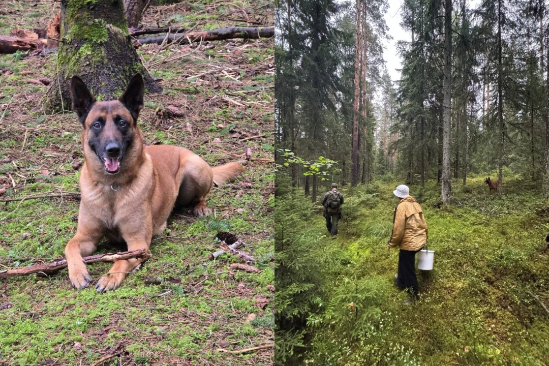Harjumaal Paunküla metsas eksinud naine leiti politseikoer Karmo abil