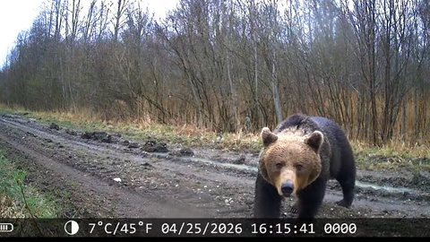 Läänemaal jäid karud rajakaamerasse vapustava hetke