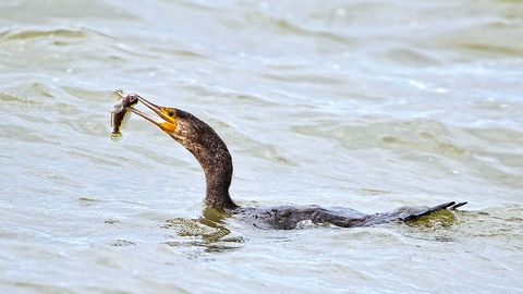 Eesti ja Rootsi nõuavad karmimaid meetmeid kormoranide vastu