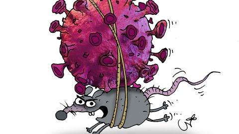 Hantaviirus: Silent Threat on Cruise Ship Raises Global Health Alarm