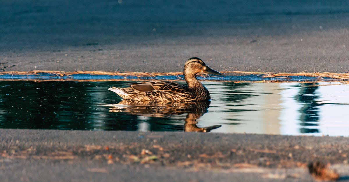 Autonomous Vehicle Strikes Duck in Austin, Sparks Community Debate