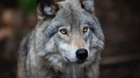 Itaalias leiti kümmekond mürgitatud hunti