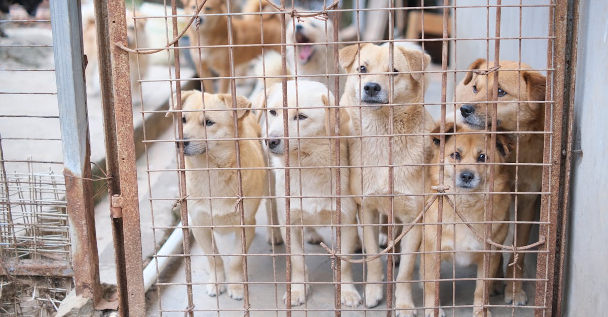 Ugandan Scam Ring Exploits Animal Lovers for Millions in Donation Fraud