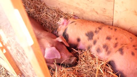 Maamessil saab elussigasid jälgida ja nende elu tundma õppida