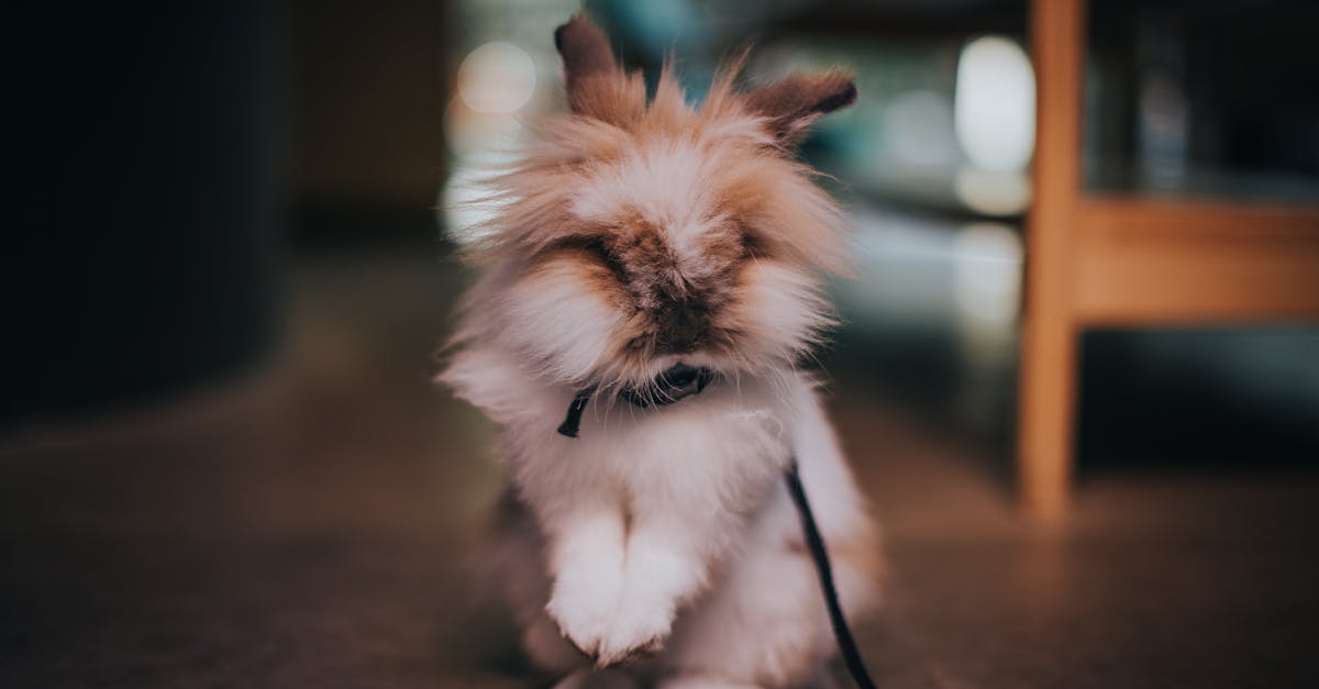 Herbie on maailma vanim elav küülik