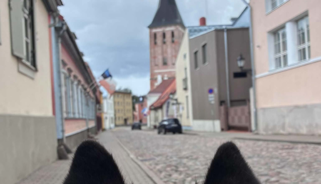 Tartu Mänguasjamuuseum kutsub laupäeval külastajaid koos koertega