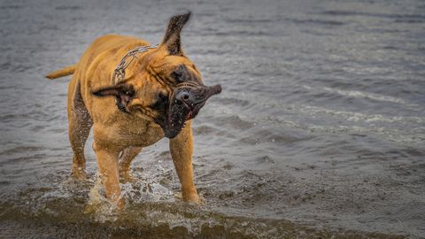 Dog head shaking may indicate a serious health problem