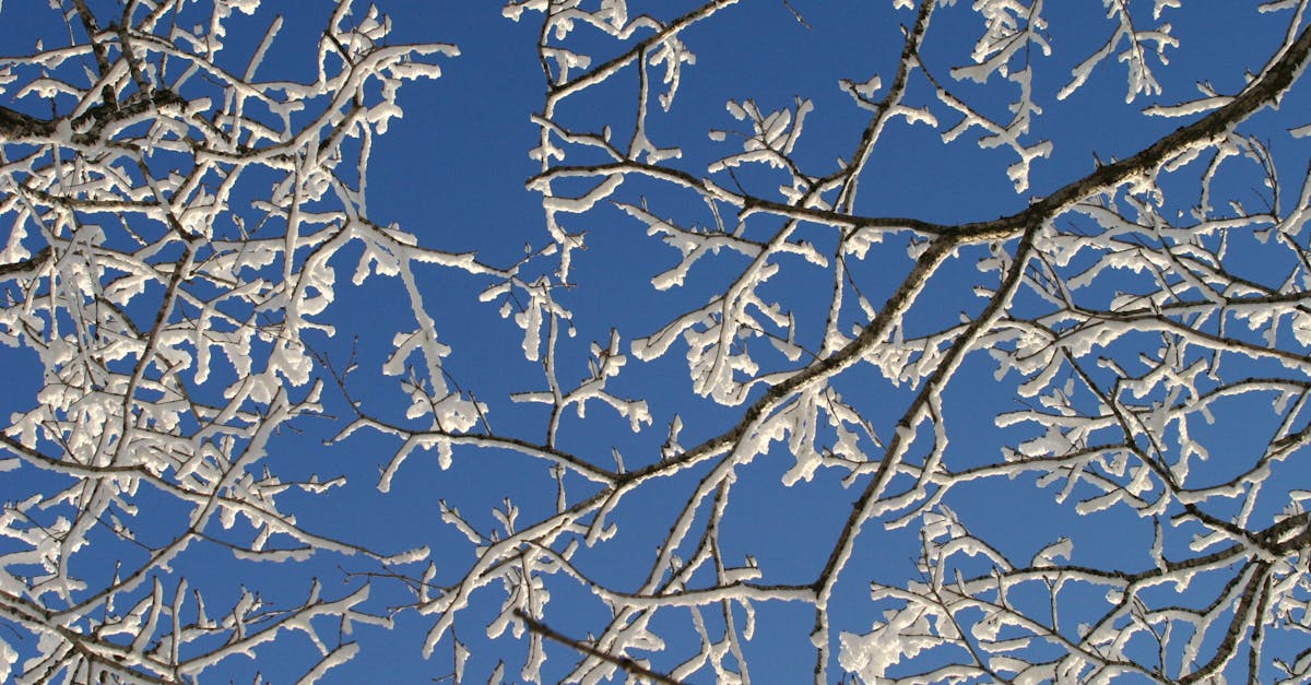 Mild Weekend Before Arctic Chill Takes Over