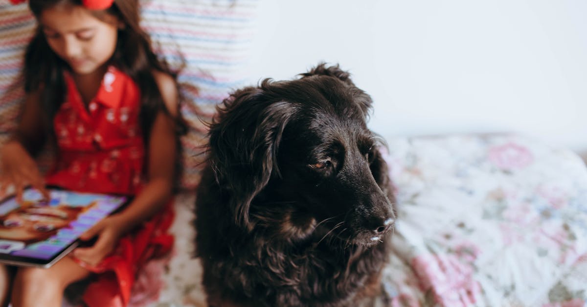 Dog TV Channels Multiply, But Do Dogs Actually Watch?