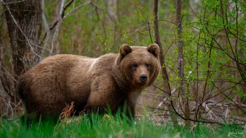 Loodusfotograaf kohtus Peipsiääre vallas metskaru ja kõndis koos