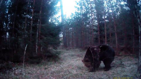 Mesikäpp käis Põlvamaa kodu ääres kaamerat uudistamas