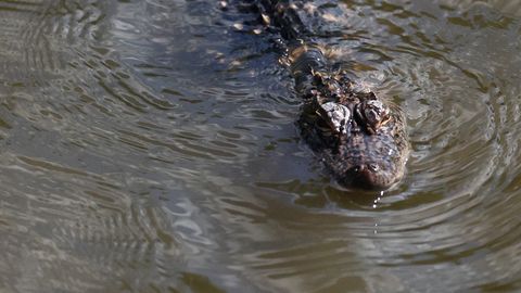 Florida politseinik seisus silmitsi alligaatoriga parklas