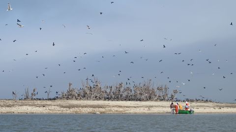 Eesti tahab kormoranide jahiaega pikendada