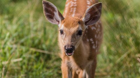 Video: Distressed kid deer seeks its mother in Estonia